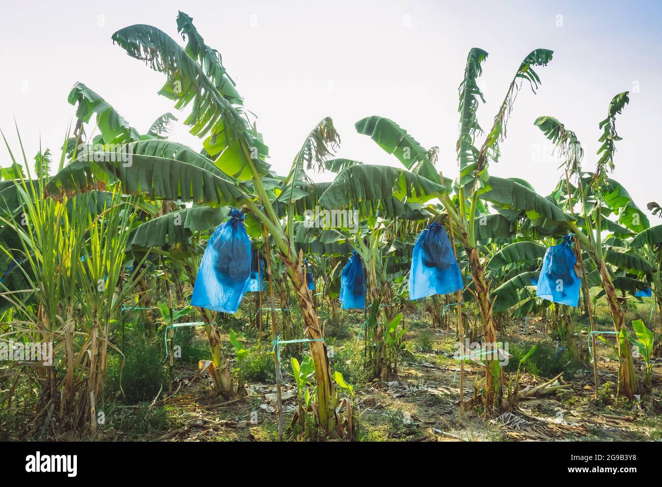 Asian Farmers use blue plastic wrap to protect insects and birds and