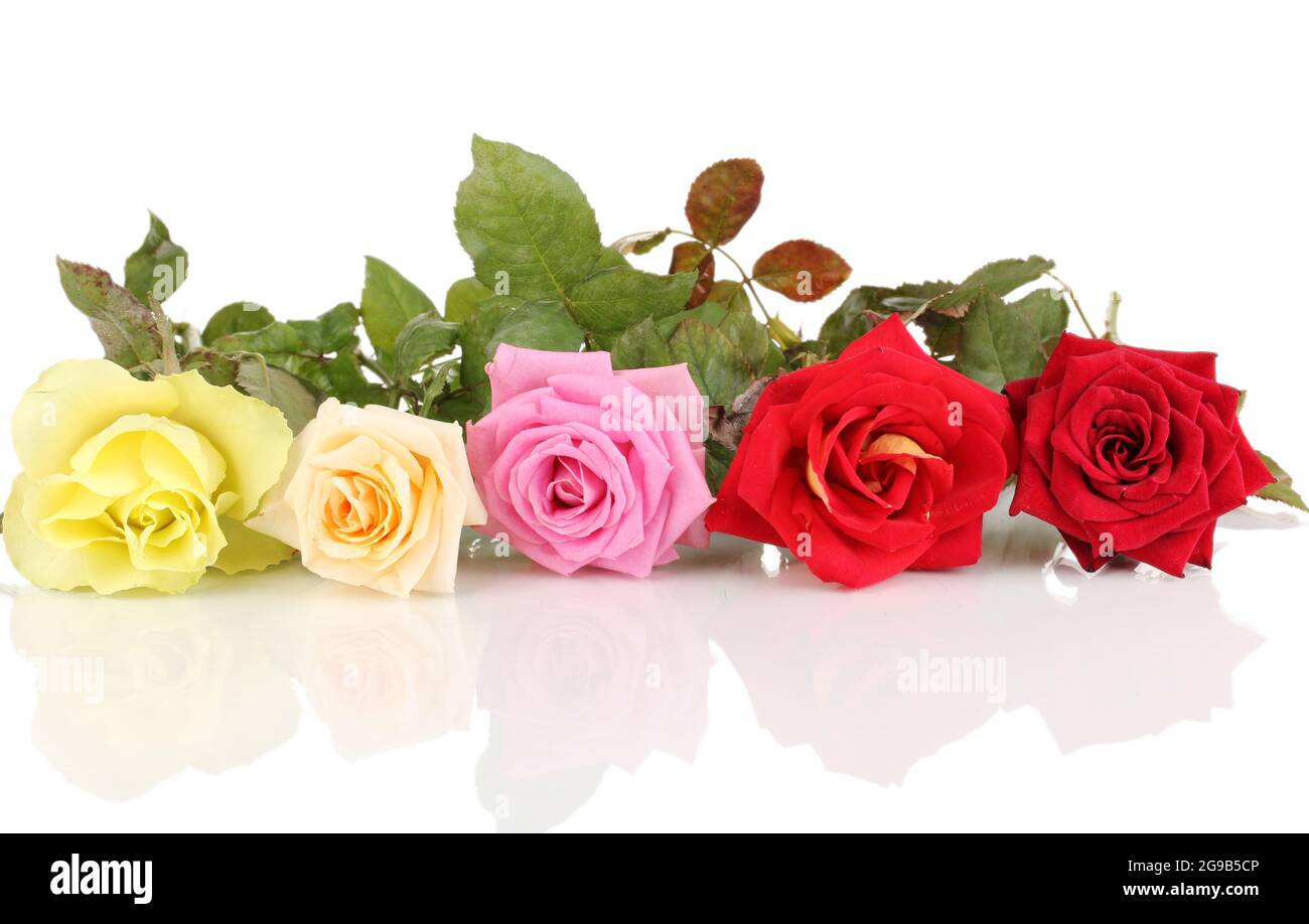 Beautiful colorful roses isolated on white Stock Photo - Alamy