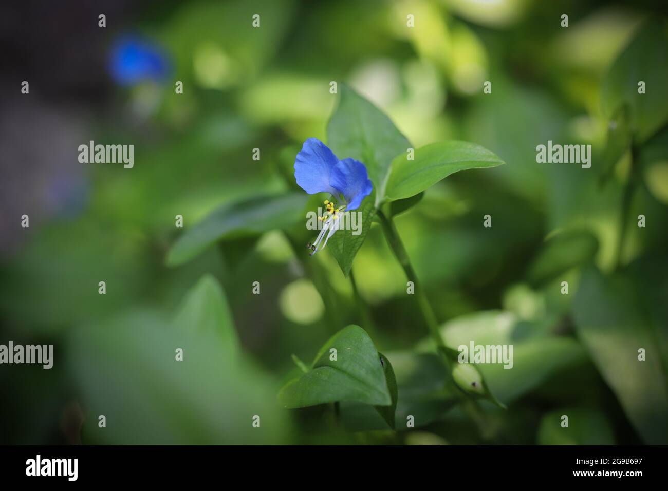 Asiatic blue dayflower, Commelina communis Stock Photo