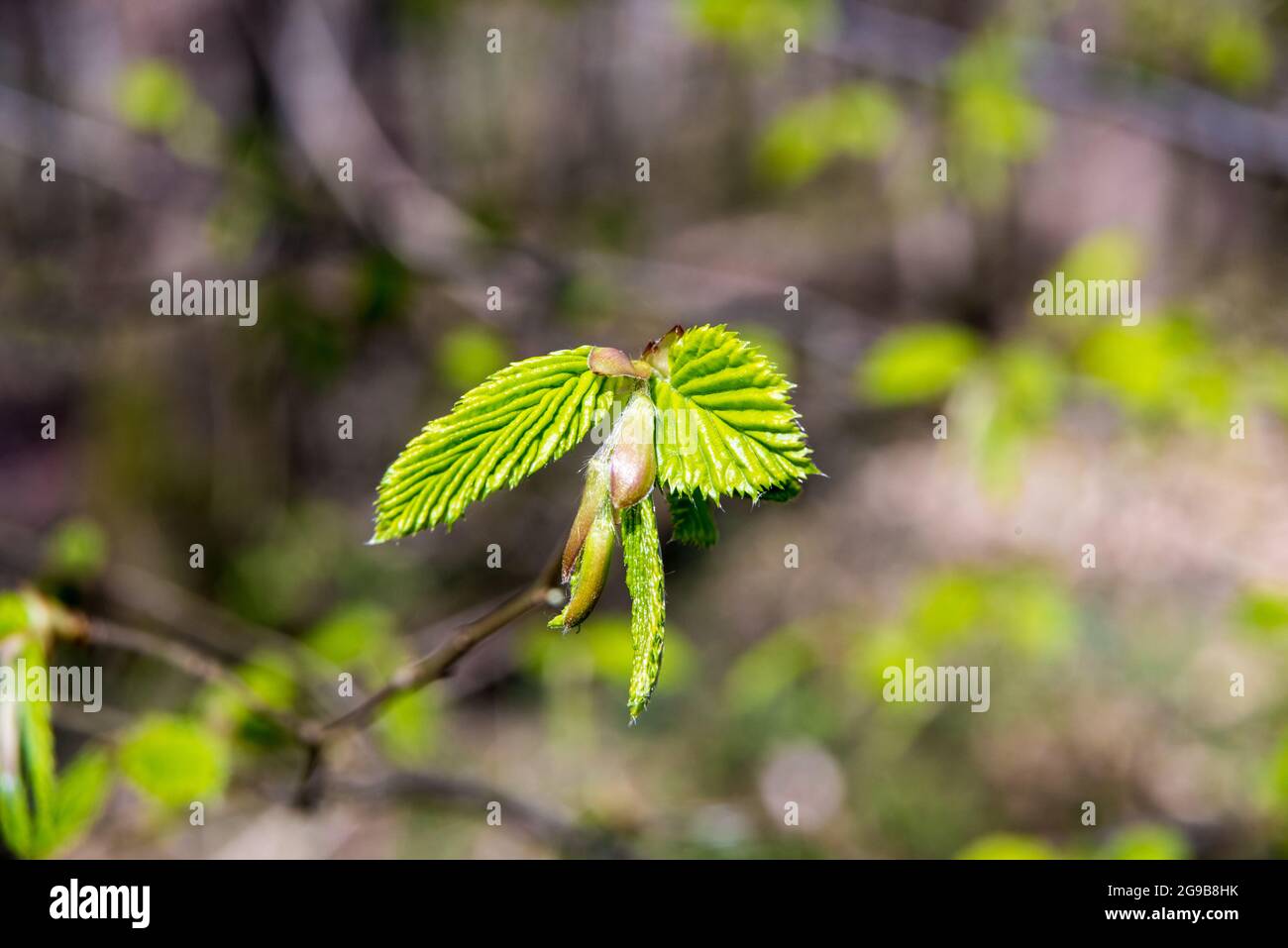 Seedling beech new forest hi-res stock photography and images - Alamy