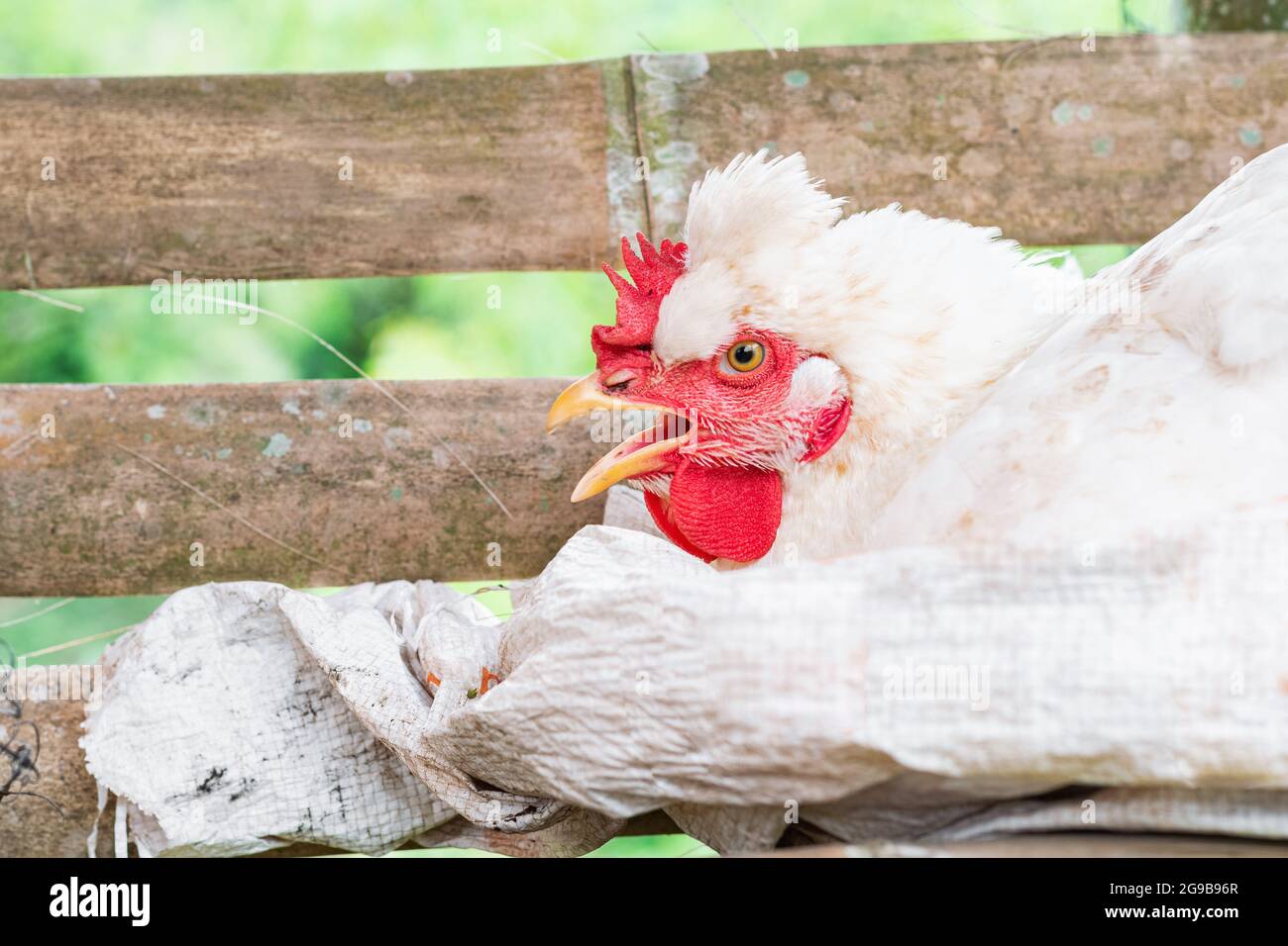 Gallus gallus domesticus, angry white peasant hen with her beak open while laying an egg in a guadua henhouse in profile closeup Stock Photo