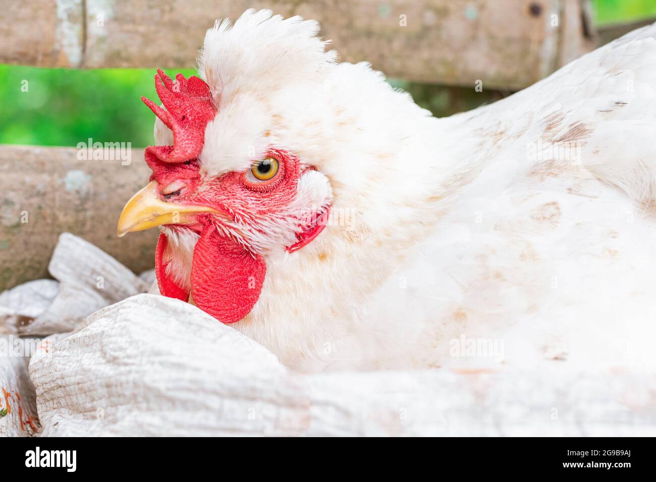 Gallus gallus domesticus, white peasant hen angry while laying an egg in a guadua henhouse in profile closeup Stock Photo