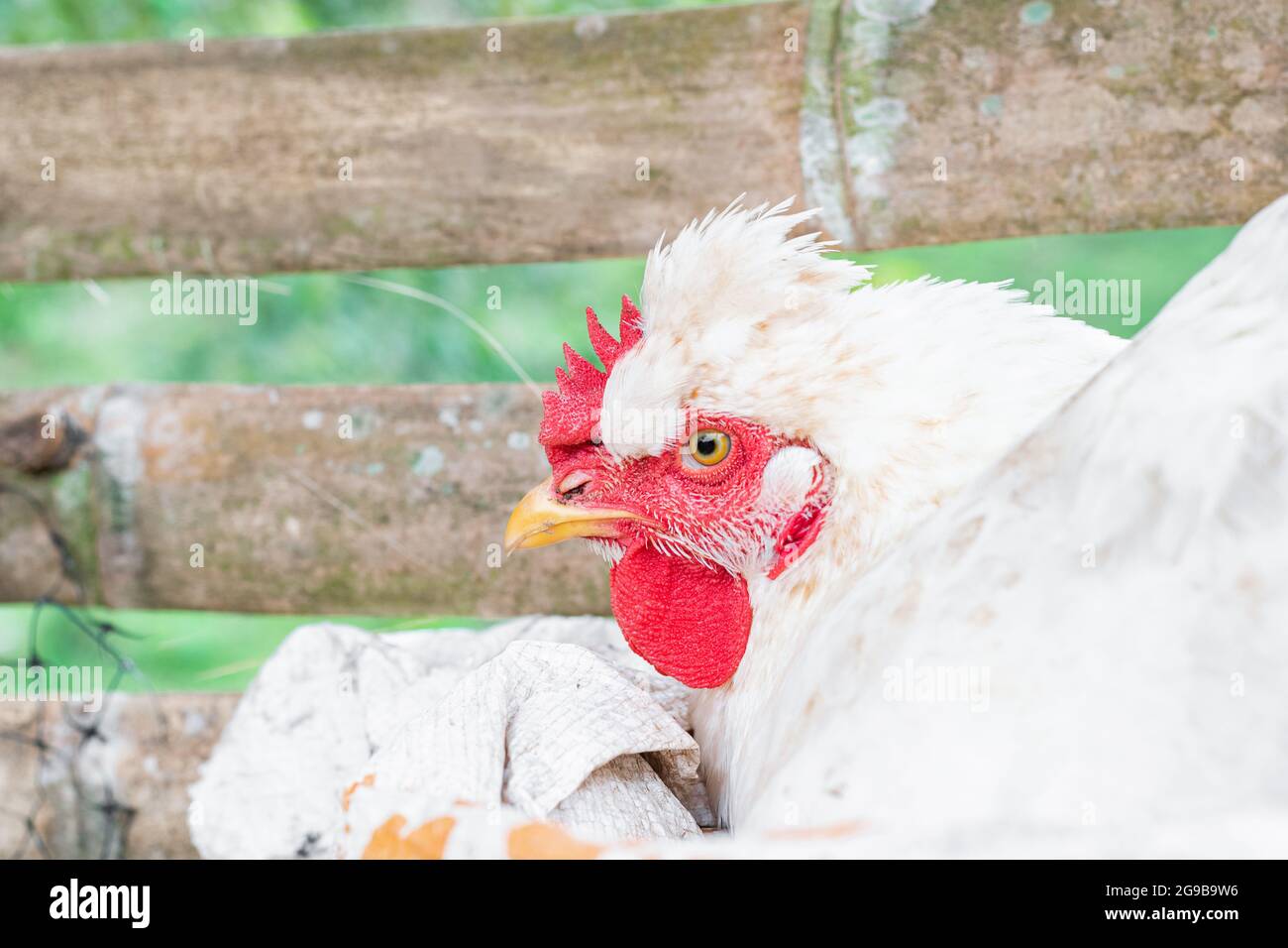 Gallus gallus domesticus, white peasant hen angry while laying an egg in a guadua henhouse in profile closeup Stock Photo
