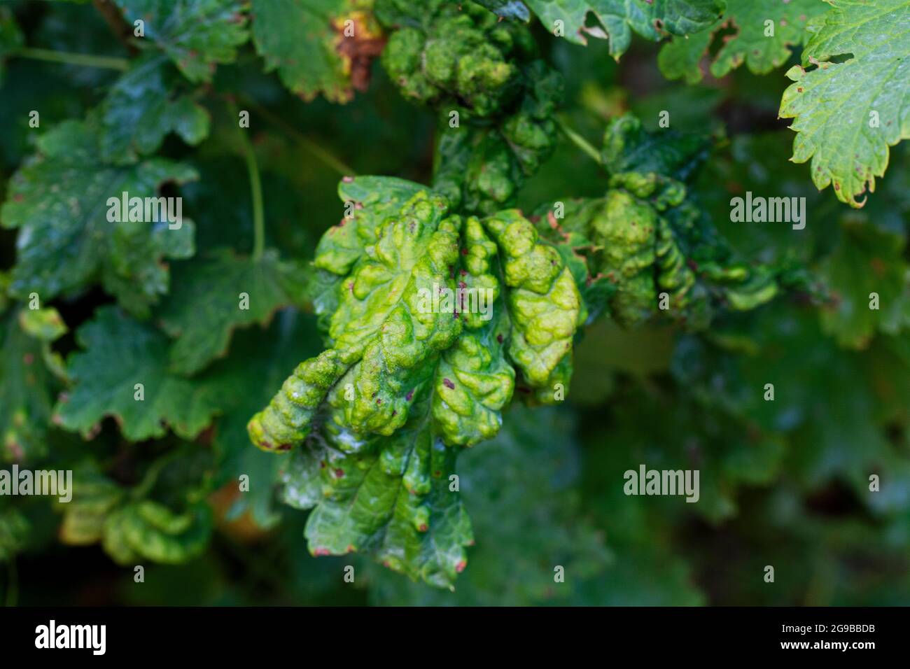 Diseases and pests of berry bushes. Damaged leaves on a red currant leaves  strongly affected with Gall Aphid on currants Stock Photo - Alamy