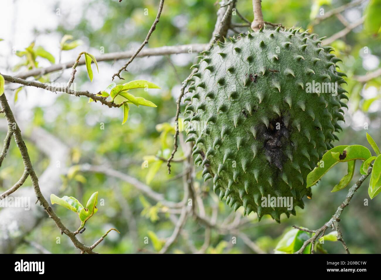 Annona muricata, soursop (guanábana) hanging from the tree with mite infestation. black spots on the skin of the fruit Stock Photo