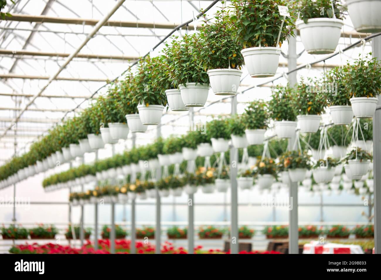 Various house plants growing in pots and hanging in rows at greenhouse