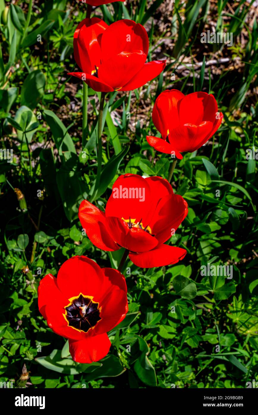 Wild Tulips High Resolution Stock Photography and Images - Alamy