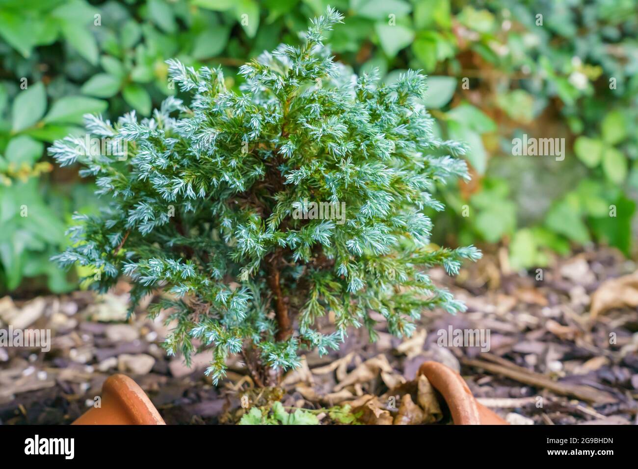 Close up of a small Juniperus squamata 'Blue Star' Flaky Juniper plant Stock Photo