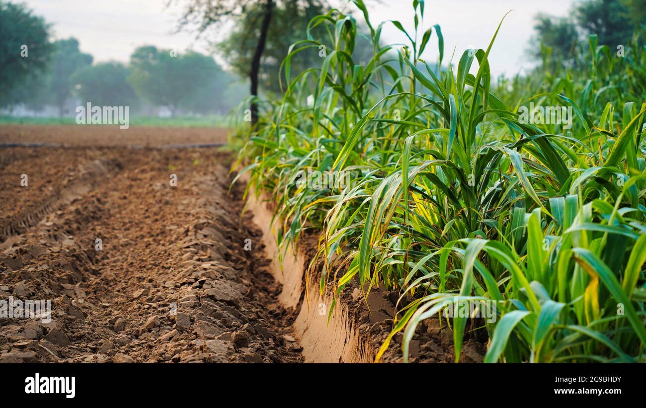 Bajra crop hires stock photography and images Alamy