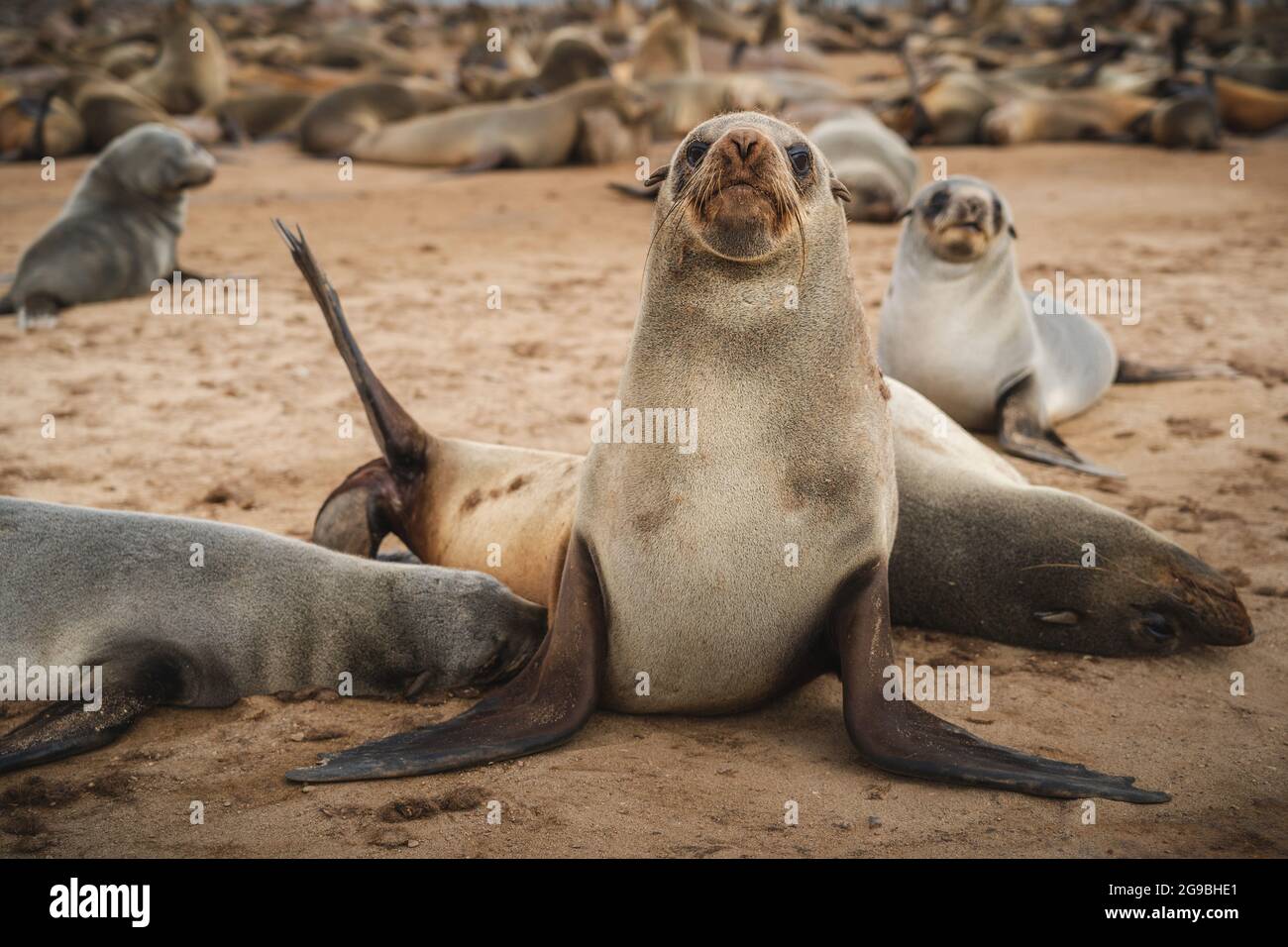 Seals at the Cape Cross Seal Reserve on the Skeleton Coast, Namibia. Cape Cross is home to one of the largest colonies of Cape fur seals in the world. Stock Photo