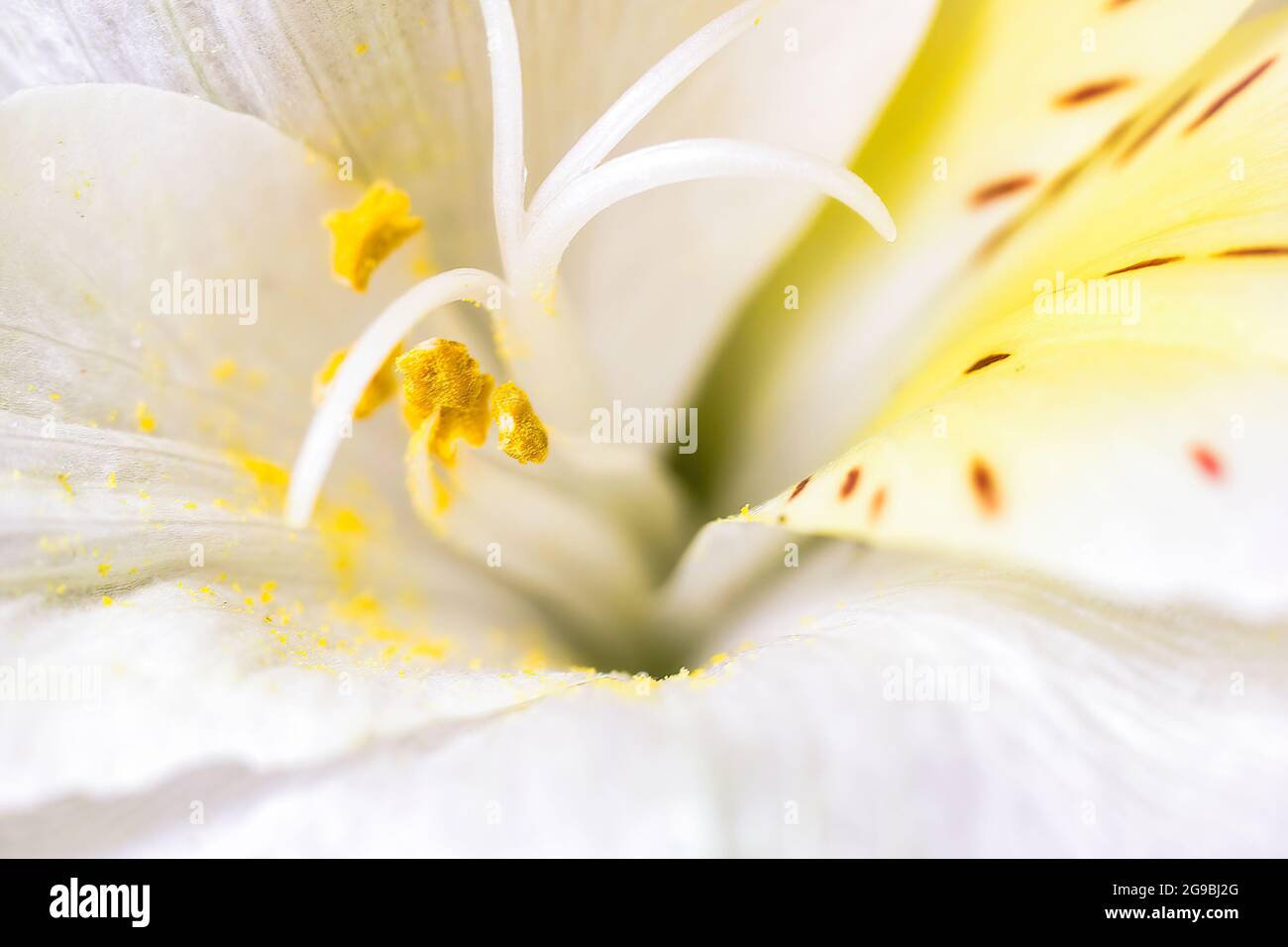 Lilium Candidum The Madonna Lily Flower Extreme Macro Close Up Showing Colorful Pattern At Center With Seeds Yellow Shade And Dots Beauty In Nature Stock Photo Alamy
