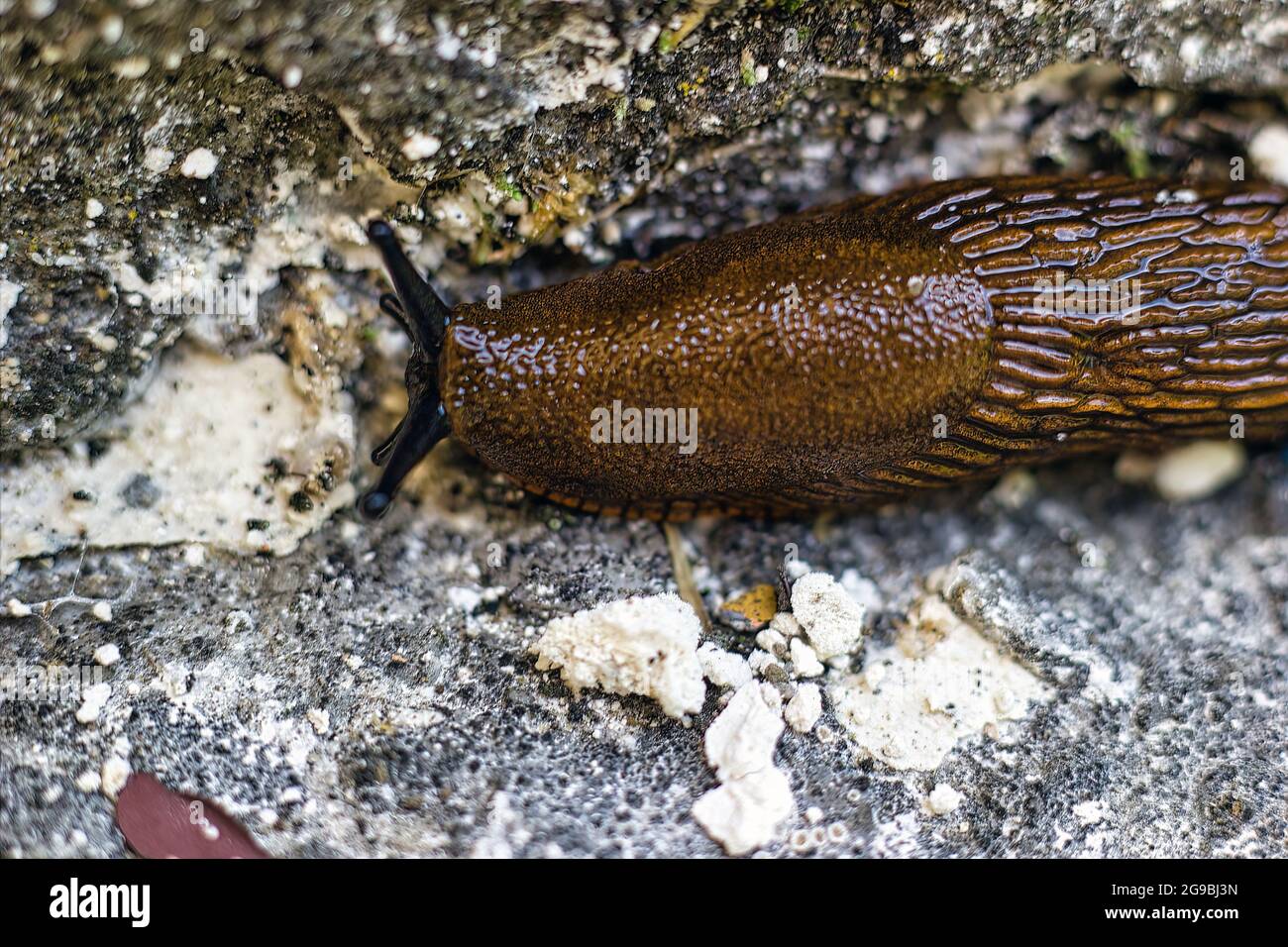 Extreme macro of a Large Red Slug Arion rufus attack leaf of a flowers. Cause of damage in garden. Agricultural pest close up Stock Photo - Alamy Extreme macro of a Large Red Slug Arion rufus attack leaf of a flowers. Cause of damage in garden. Agricultural pest close up Stock Photo - Alamy