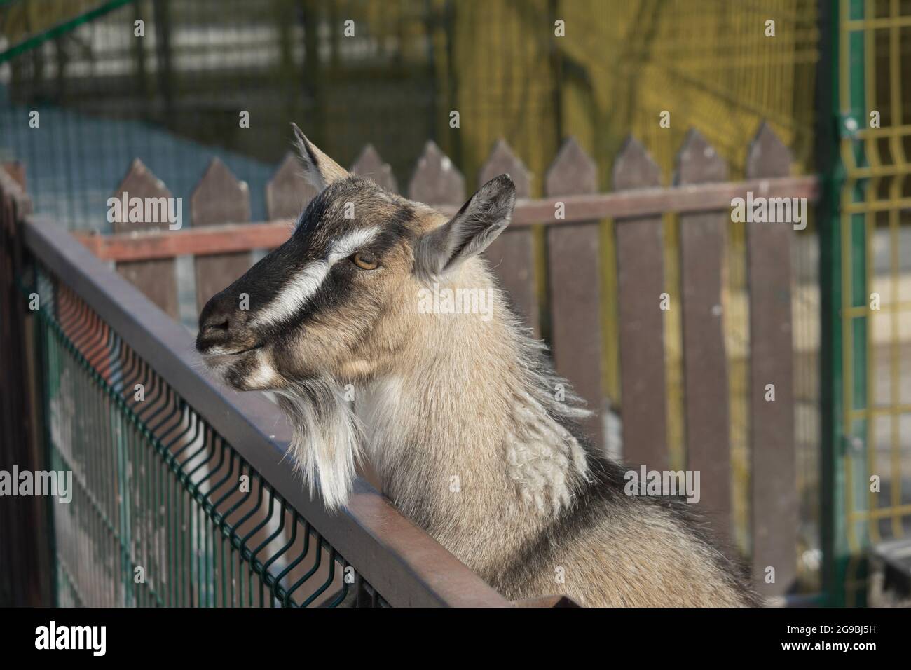 Gray goat with a beard and a white stripe on the face stands near the fence in the farm. Agriculture. Close up. Stock Photo
