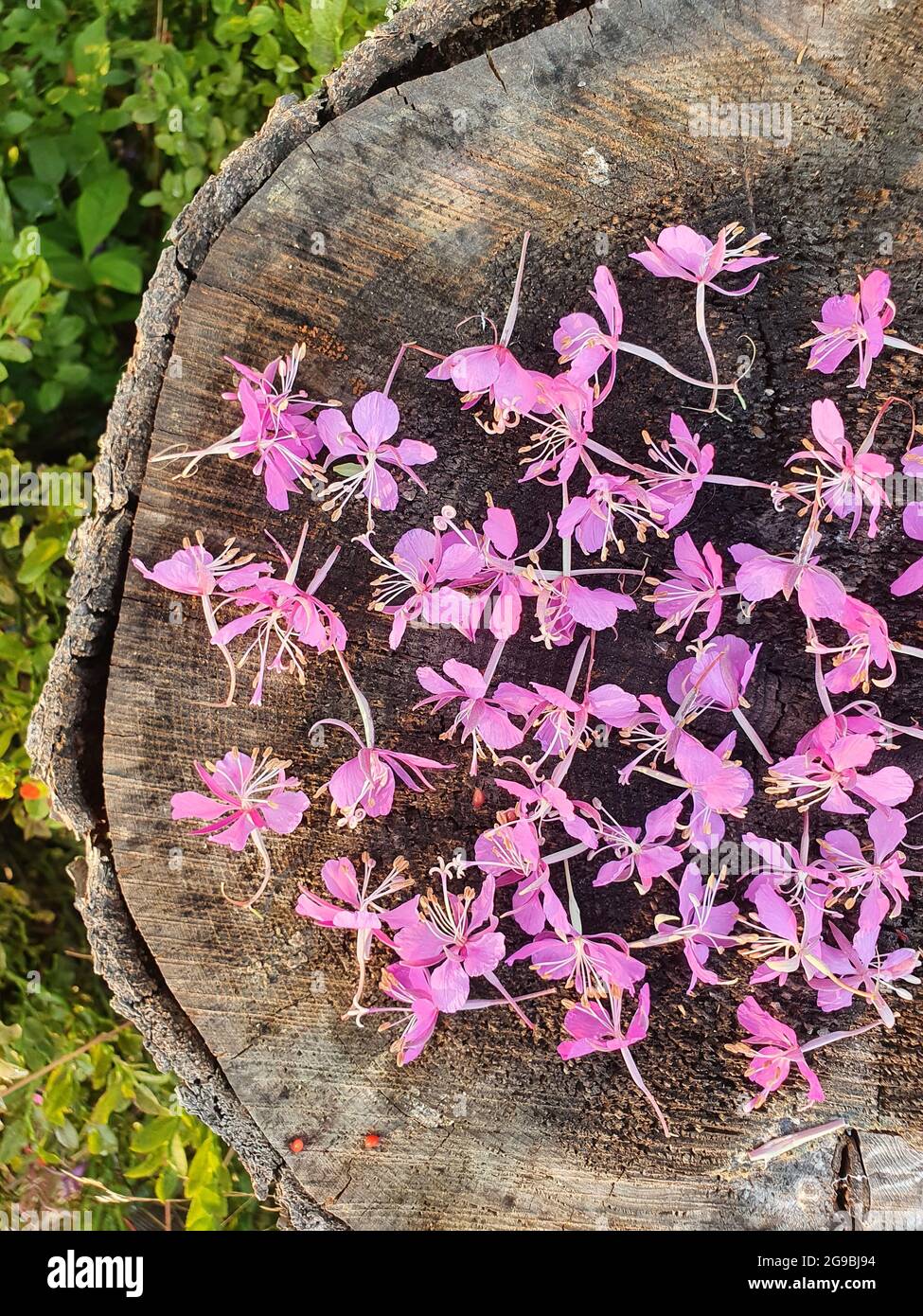Tea plant flowers lie on a wooden stump. Pink flowers are collected for future consumption. Stock Photo