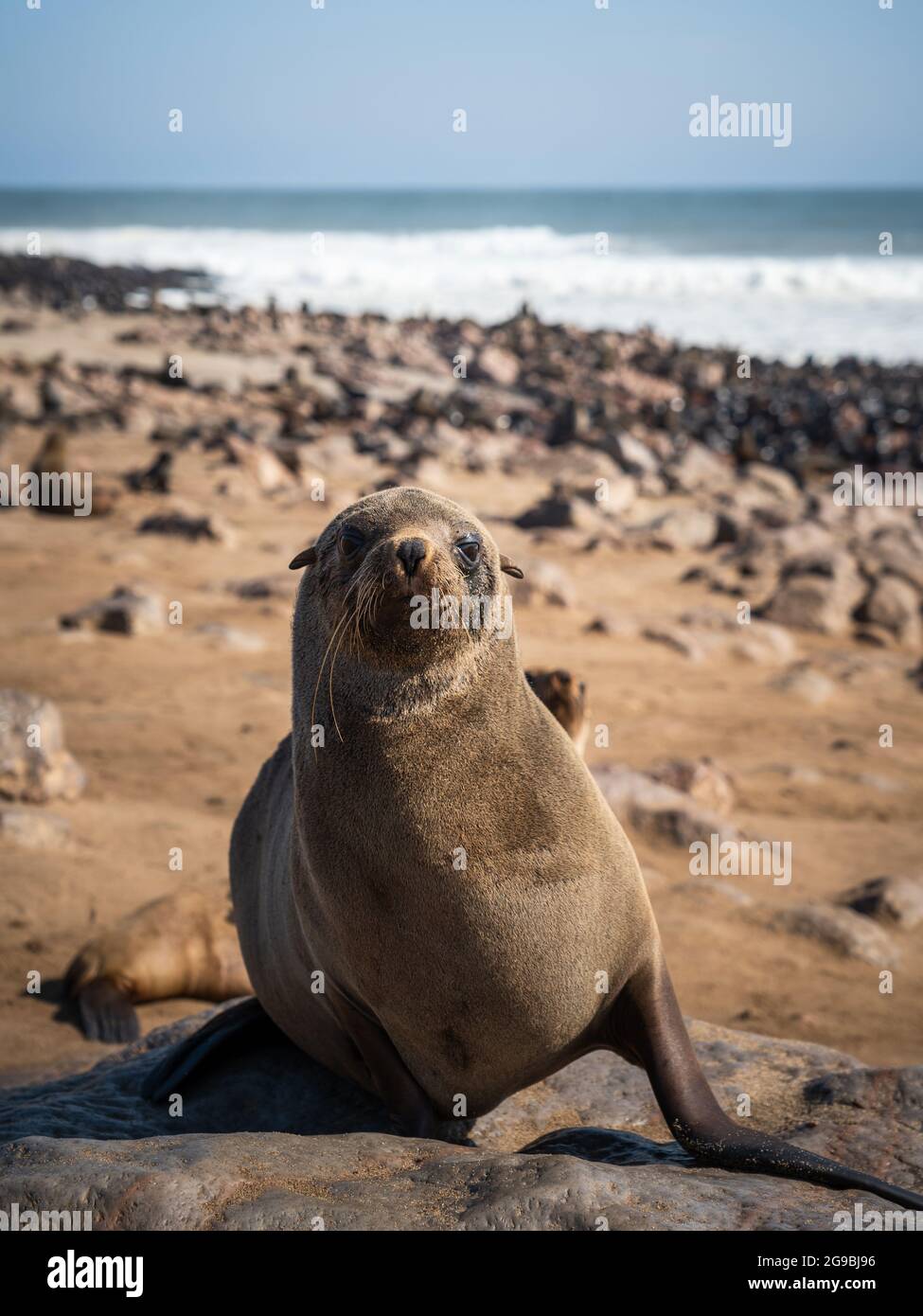 Seals at the Cape Cross Seal Reserve on the Skeleton Coast, Namibia. Cape Cross is home to one of the largest colonies of Cape fur seals in the world. Stock Photo