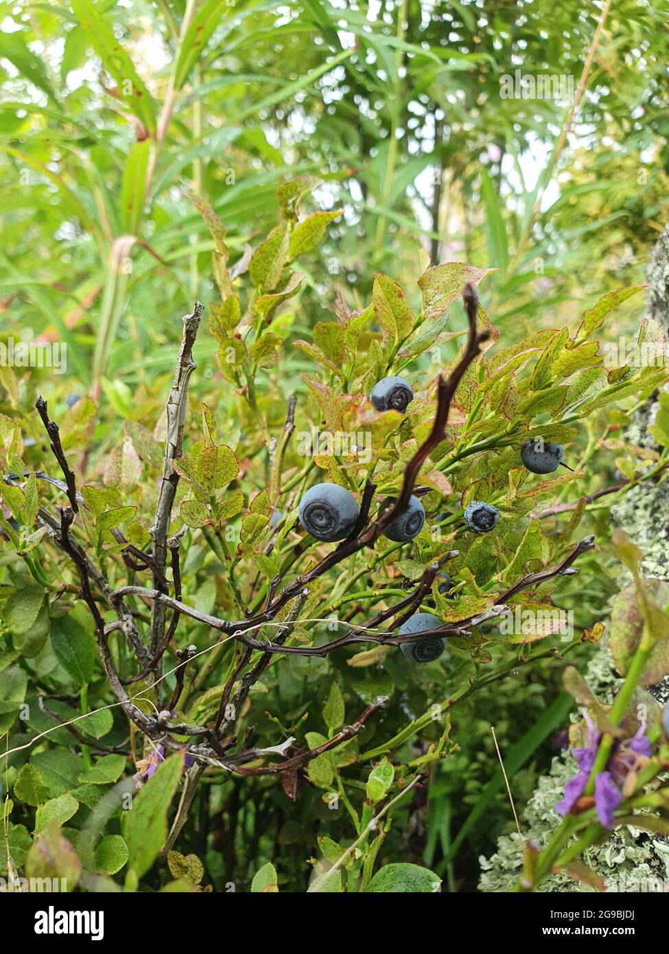 Blueberry growing on a bush. Many bushes grow in the forest thicket. Stock Photo