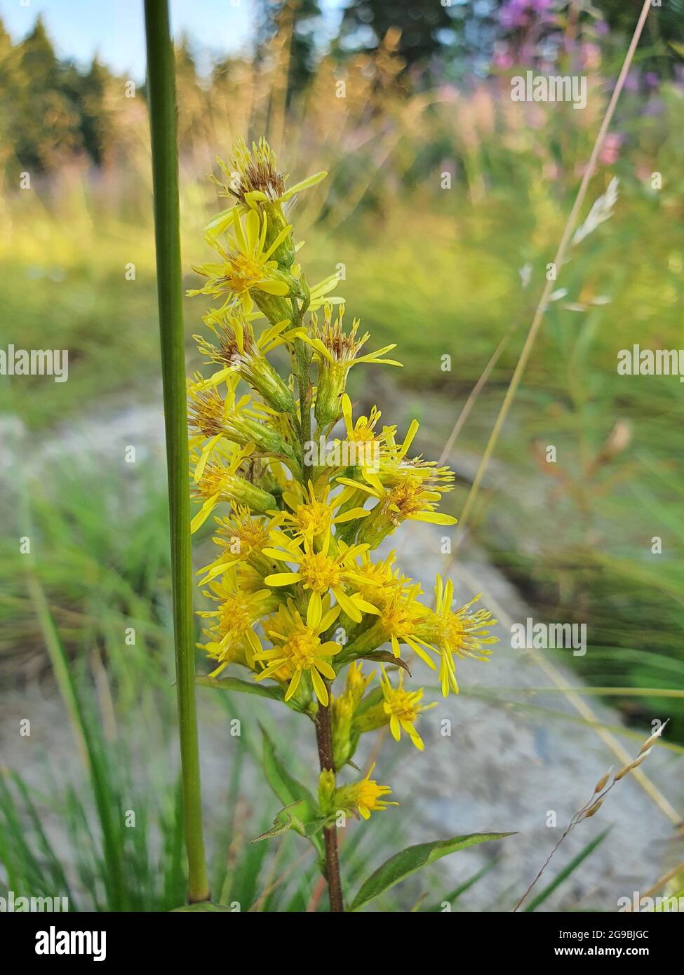 Beautiful yellow field flowers Stock Photo