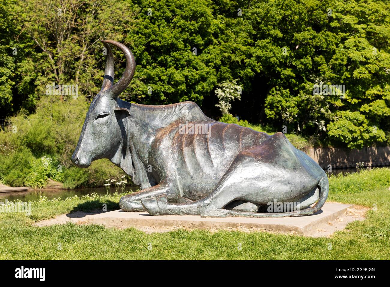 The riverside Durham Cow sculpture by Andrew Burton in Durham City, England.  The sculpture depicts the dun cow, a legend related to why St Cuthbert's  Stock Photo - Alamy