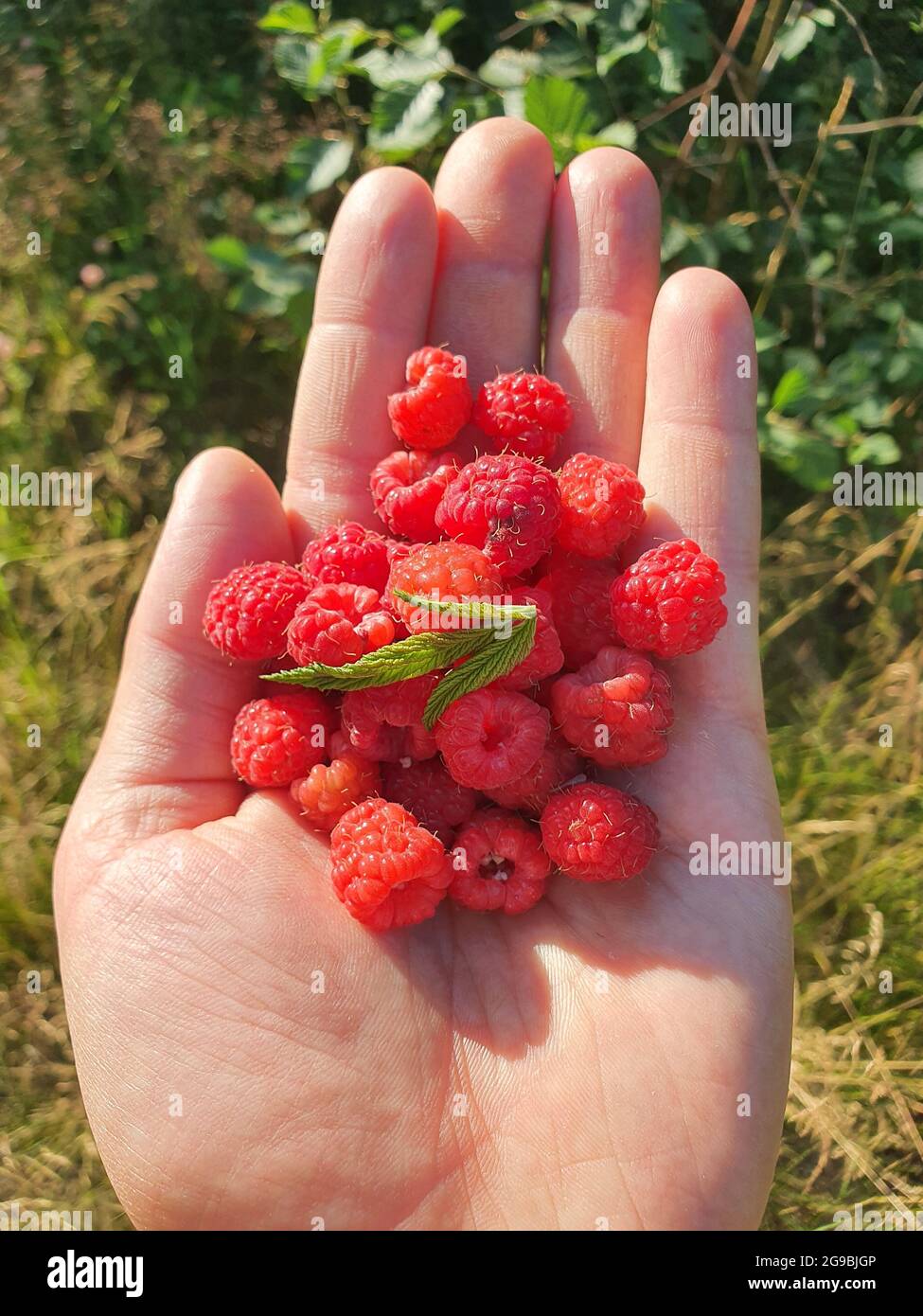 Red, fresh raspberry in hand.  The berries are juicy and tasty. Stock Photo