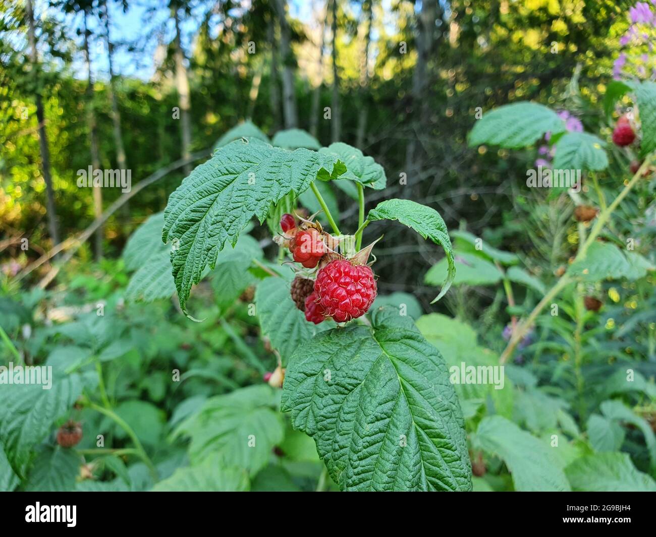 Red, fresh raspberry.  The berries are juicy and tasty. Stock Photo