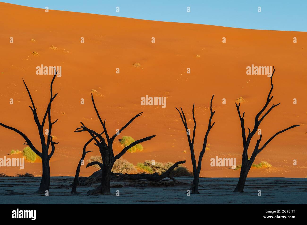 Dead acacia tree in silhouette hi-res stock photography and images - Alamy