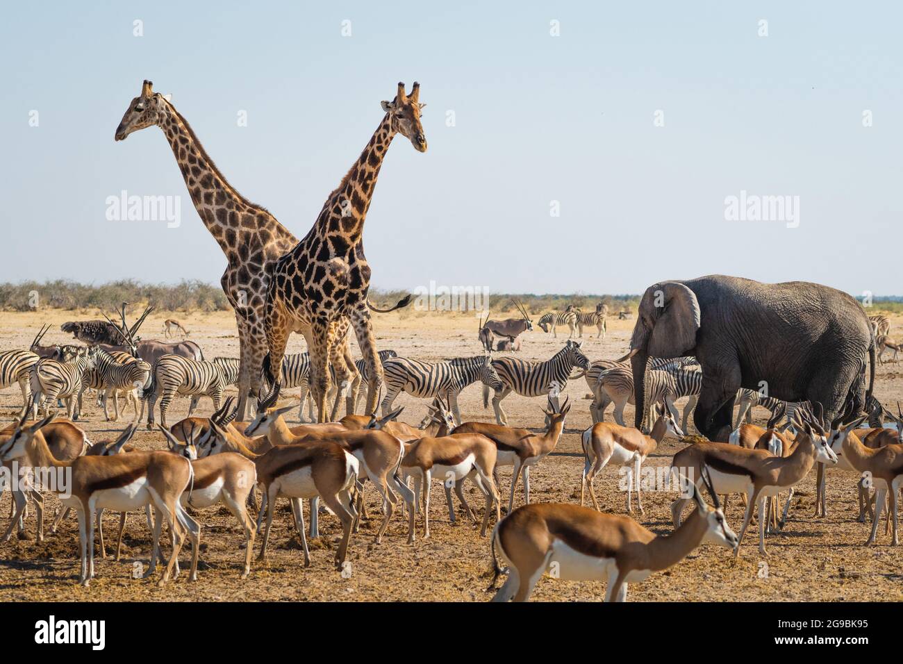 Wild animals congregate around a waterhole in Etosha National Park, northern Namibia, Africa. Stock Photo
