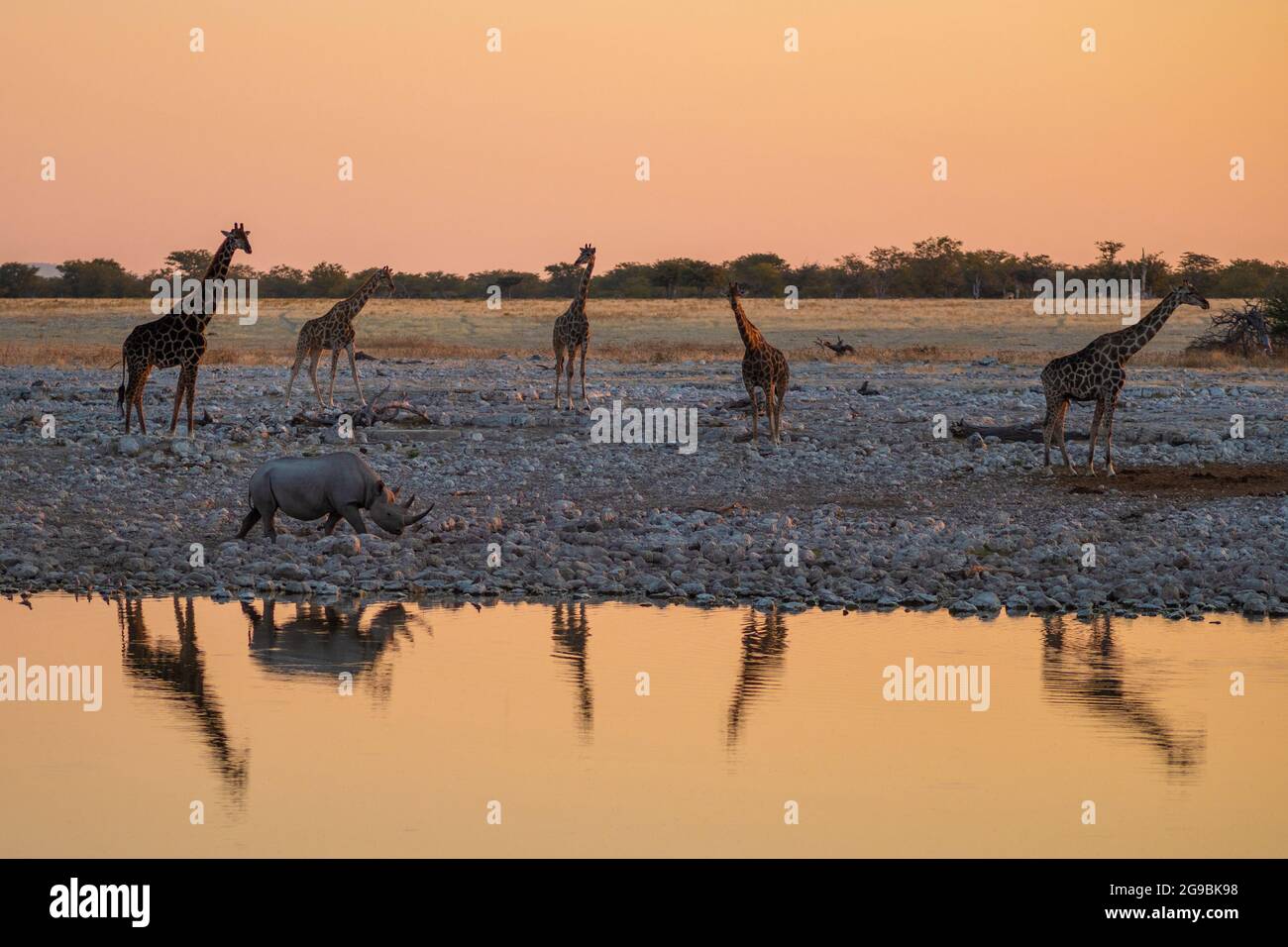 A black rhino and a herd of giraffes congregate around a waterhole at sunset in Etosha National Park, Namibia, Africa. Stock Photo