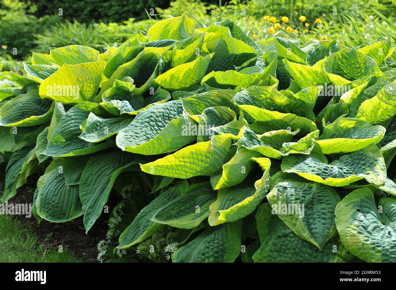 Giant Hosta Frances Williams with large variegated bluish-green leaves grows in a garden in May Stock Photo