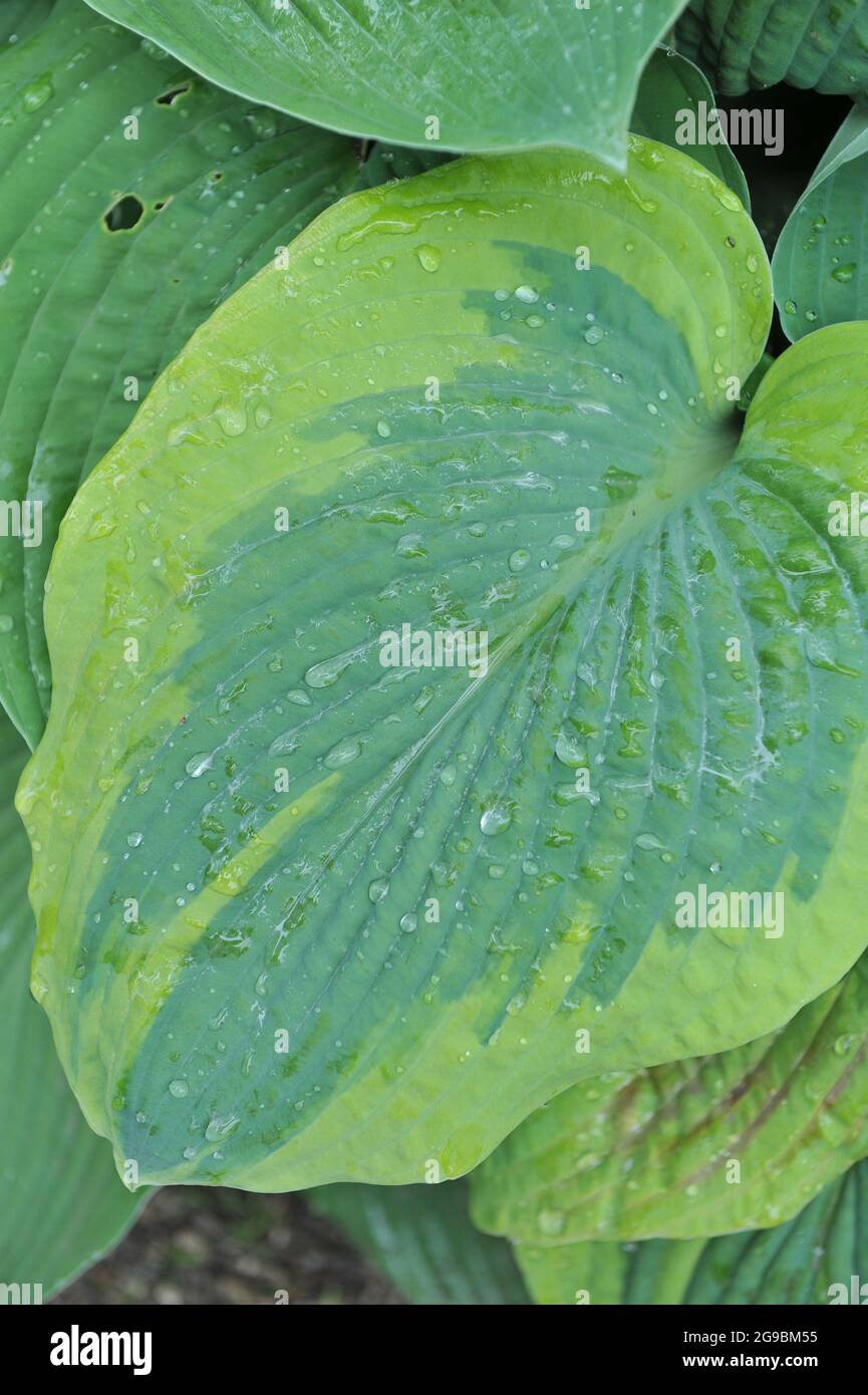 Giant Hosta Frances Williams with large variegated bluish-green leaves grows in a garden in May Stock Photo