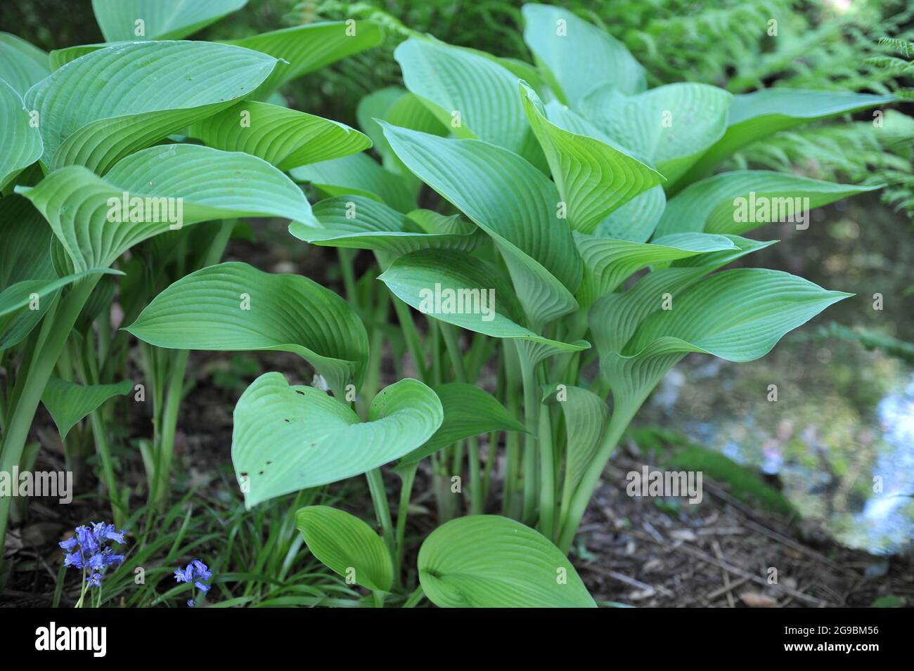 Giant Hosta Gold Regal with large green leaves grows in a garden in May Stock Photo