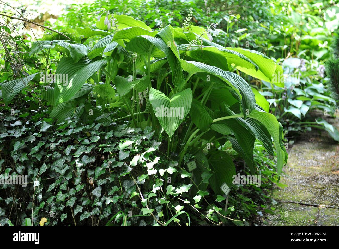 Giant Hosta Green Acres with large green leaves grows in a garden in July Stock Photo