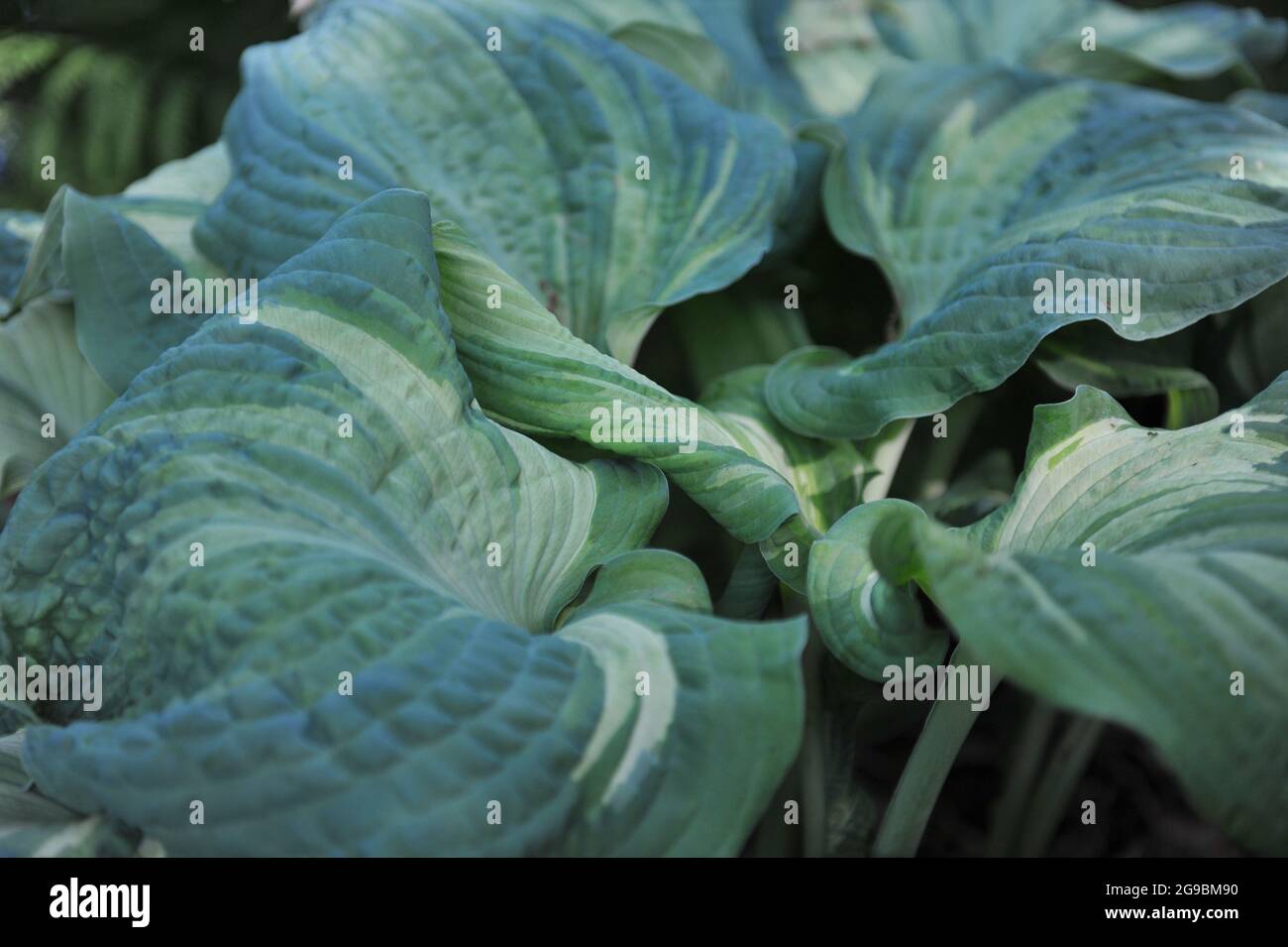 Large Hosta Guardian Angel with large variegated bluish-green leaves grows in a garden in May Stock Photo