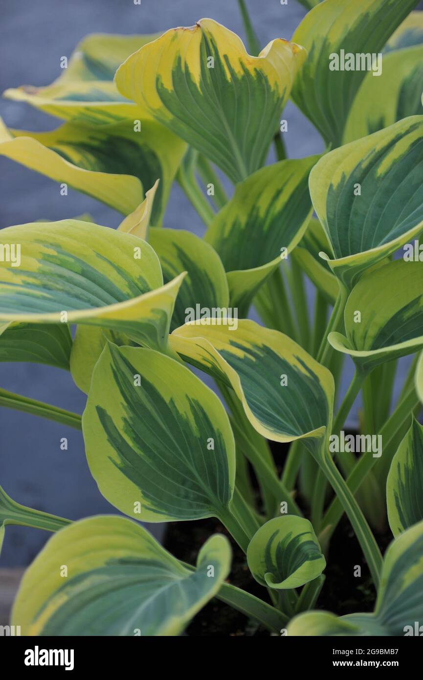 Giant Hosta Liberty with large variegated leaves grows in a garden in April Stock Photo