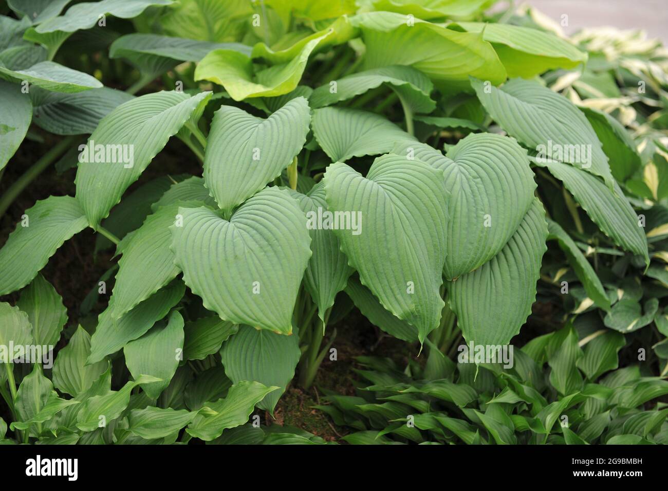 Giant Hosta Niagara Falls with large green leaves grows in a garden in May Stock Photo