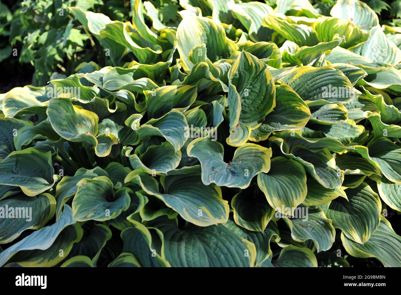 Giant Hosta Sagae with large variegated bluish-green leaves grows in a garden in May Stock Photo