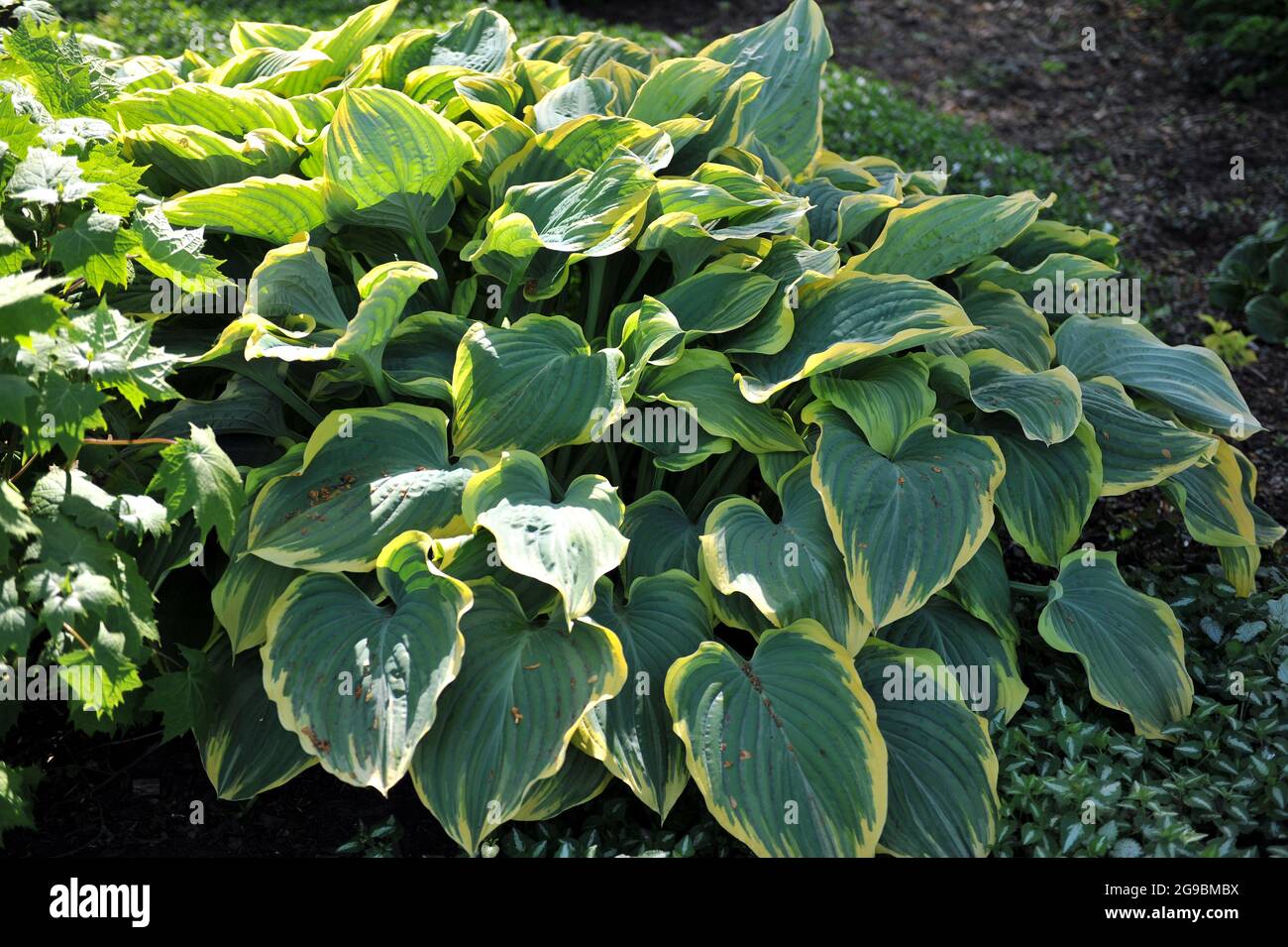 Giant Hosta Sagae with large variegated bluish-green leaves grows in a garden in May Stock Photo