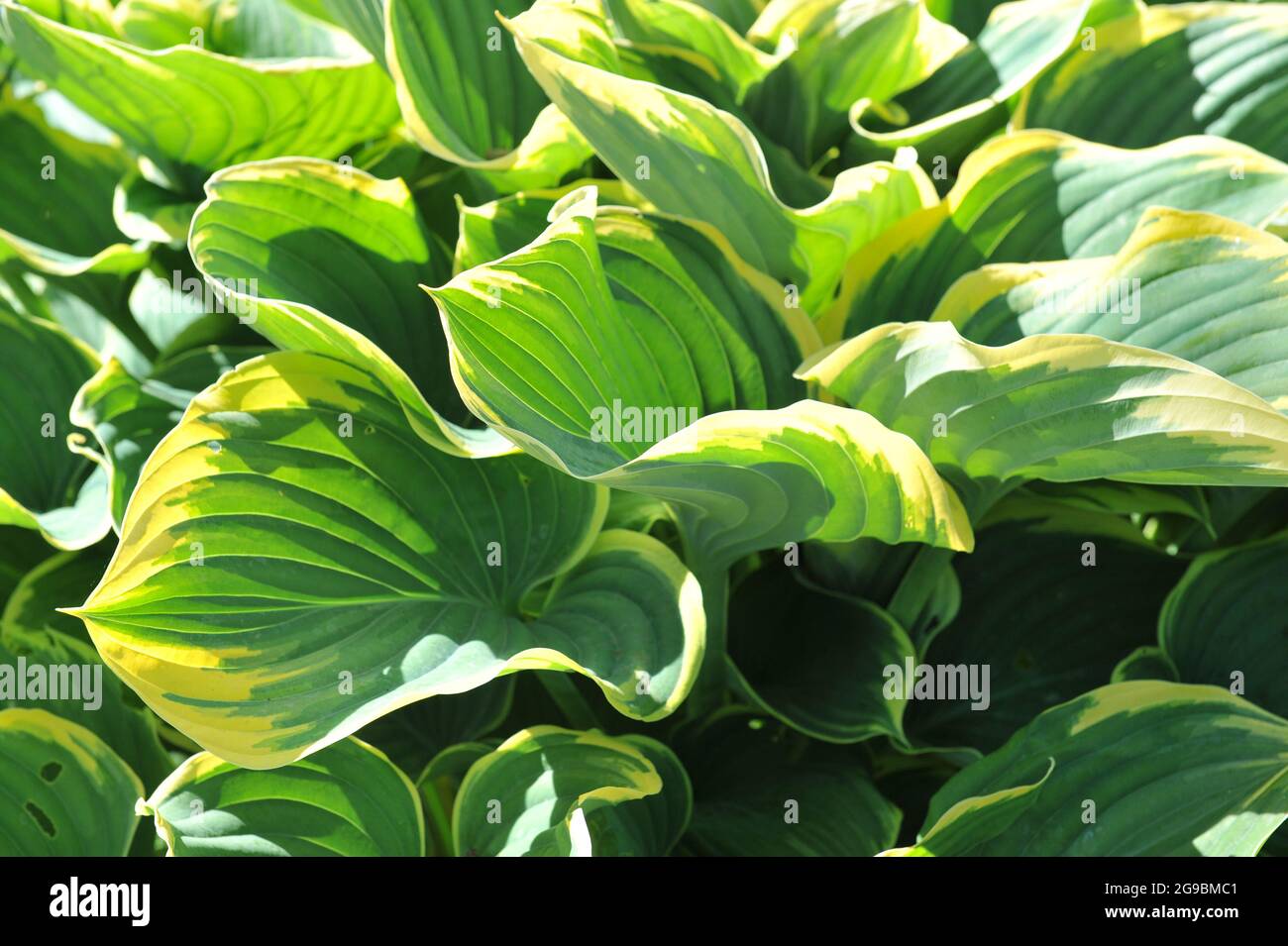 Giant Hosta Sagae with large variegated bluish-green leaves grows in a garden in May Stock Photo