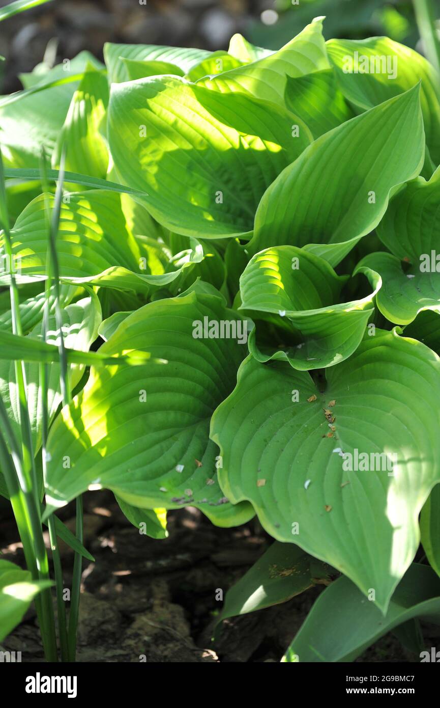 Giant Hosta Winter Snow with large variegated leaves grows in a garden in May Stock Photo