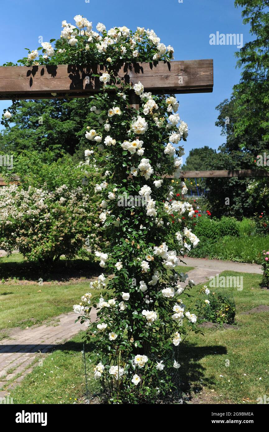 Yellow Large-flowered Climber rose (Rosa) City of York blooms in a garden in June Stock Photo