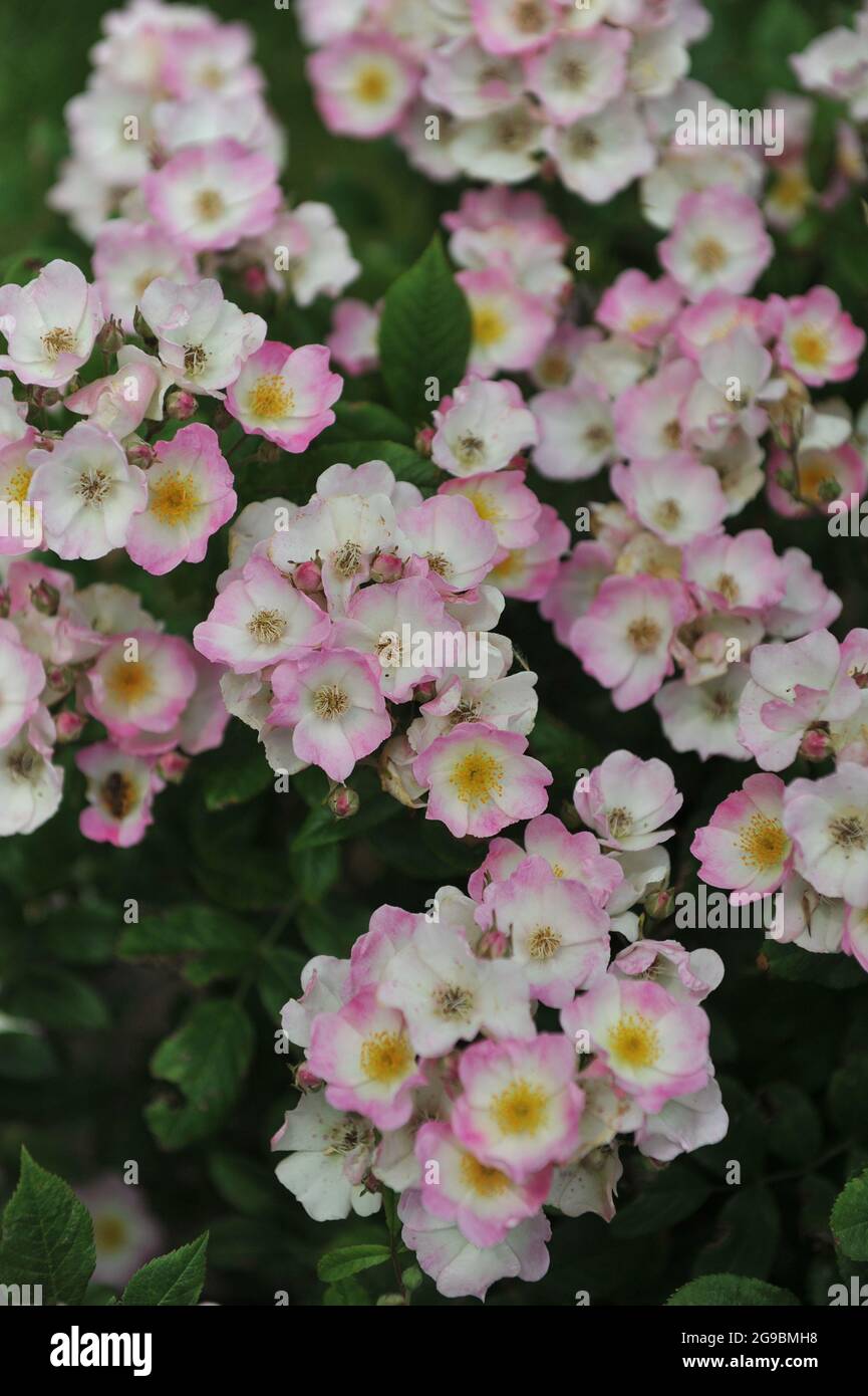 Pink and white shrub rose (Rosa) Dancing Girl bloom in a garden in June Stock Photo