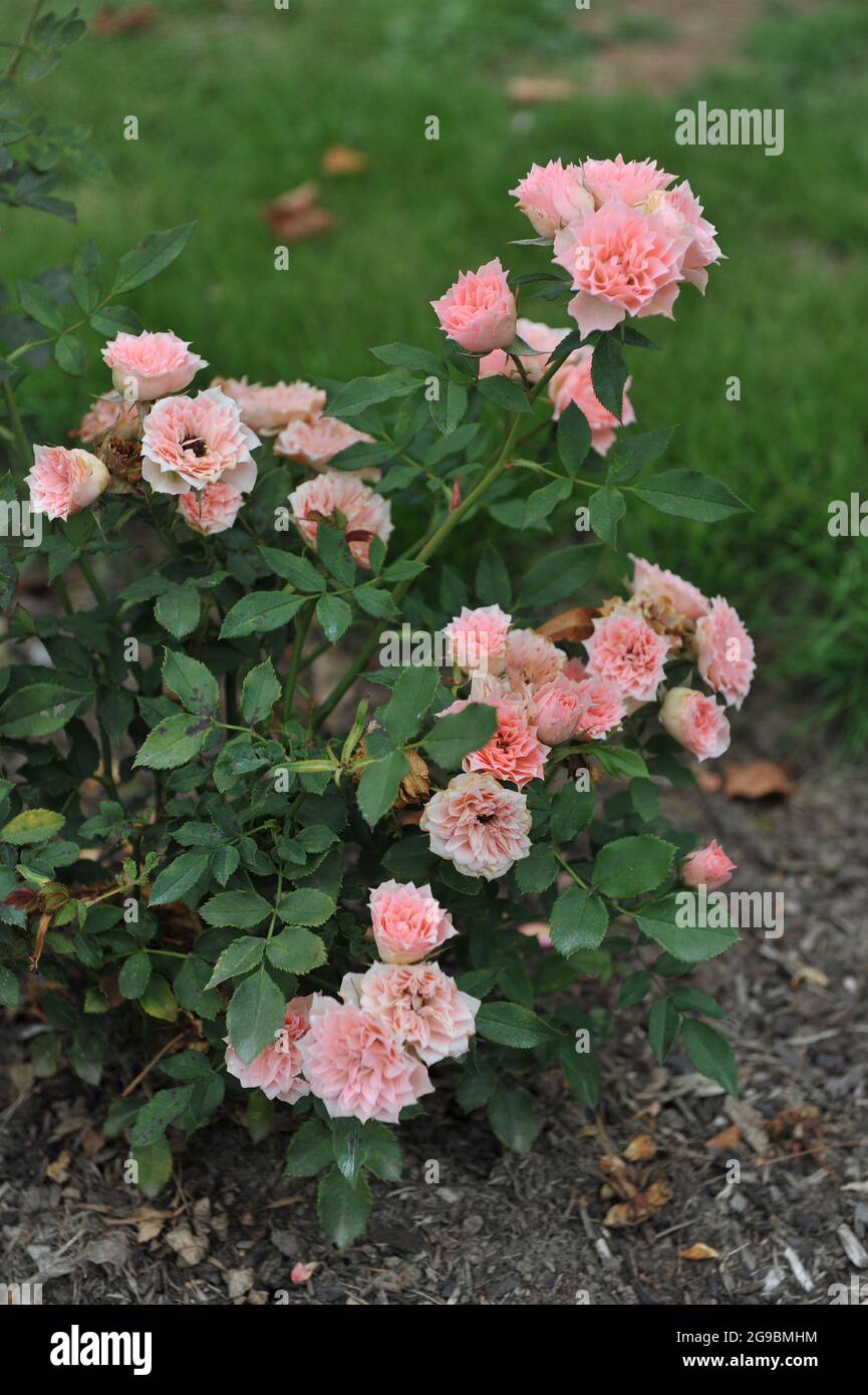 Aprocot-pink miniature rose (Rosa) Daniela bloom in a garden in September Stock Photo