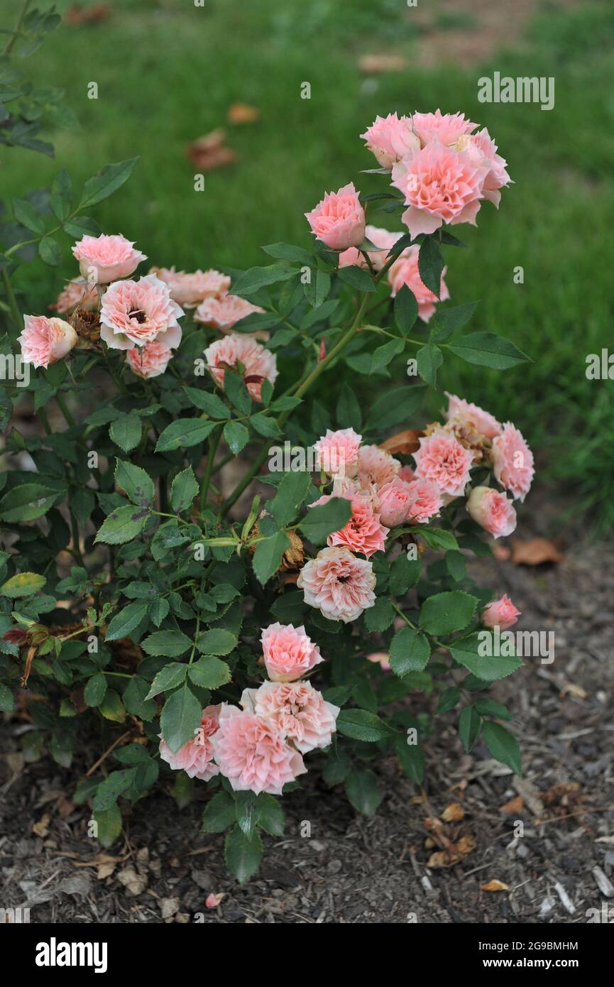 Miniature rose plant hi-res stock photography and images - Alamy