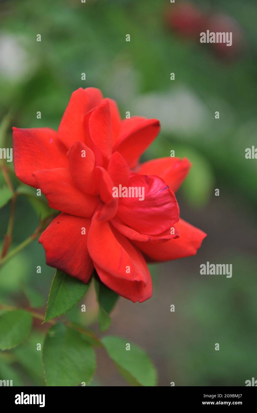 Red largeflowered climber rose (Rosa) Danse du Feu bloom in a garden