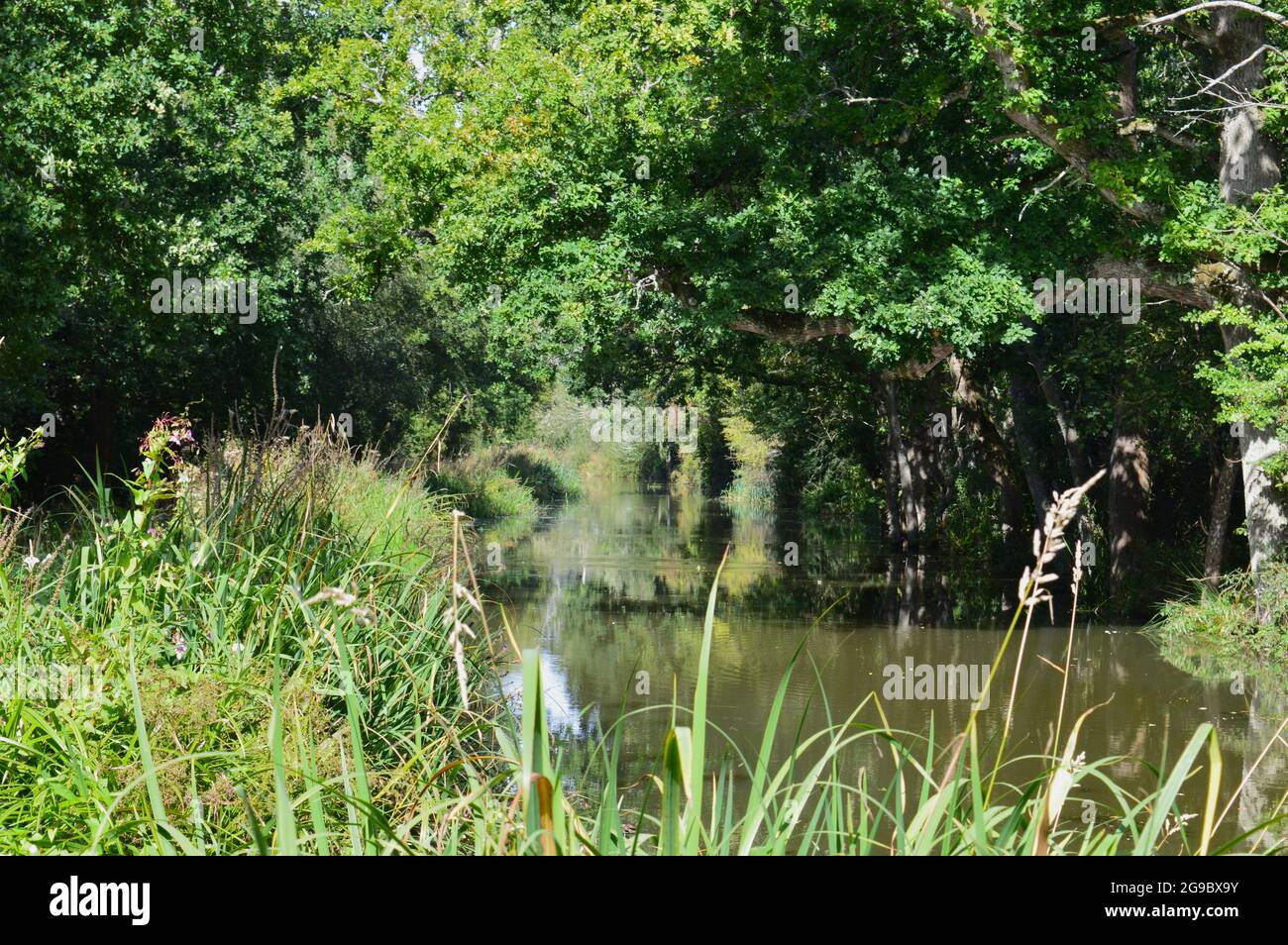 tree reflection in river in West Sussex, England Stock Photo