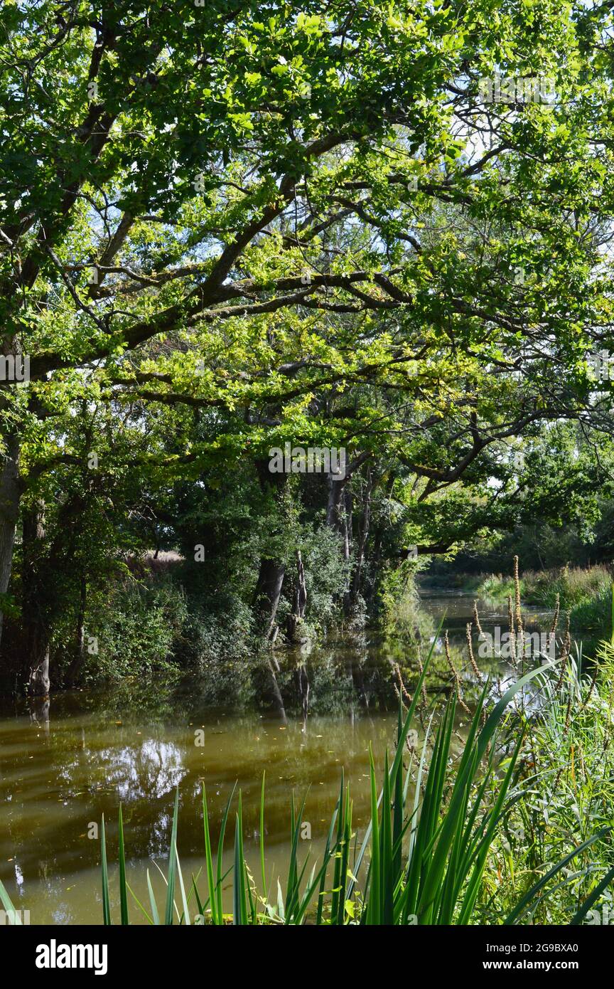 tree reflection in river in West Sussex, England Stock Photo