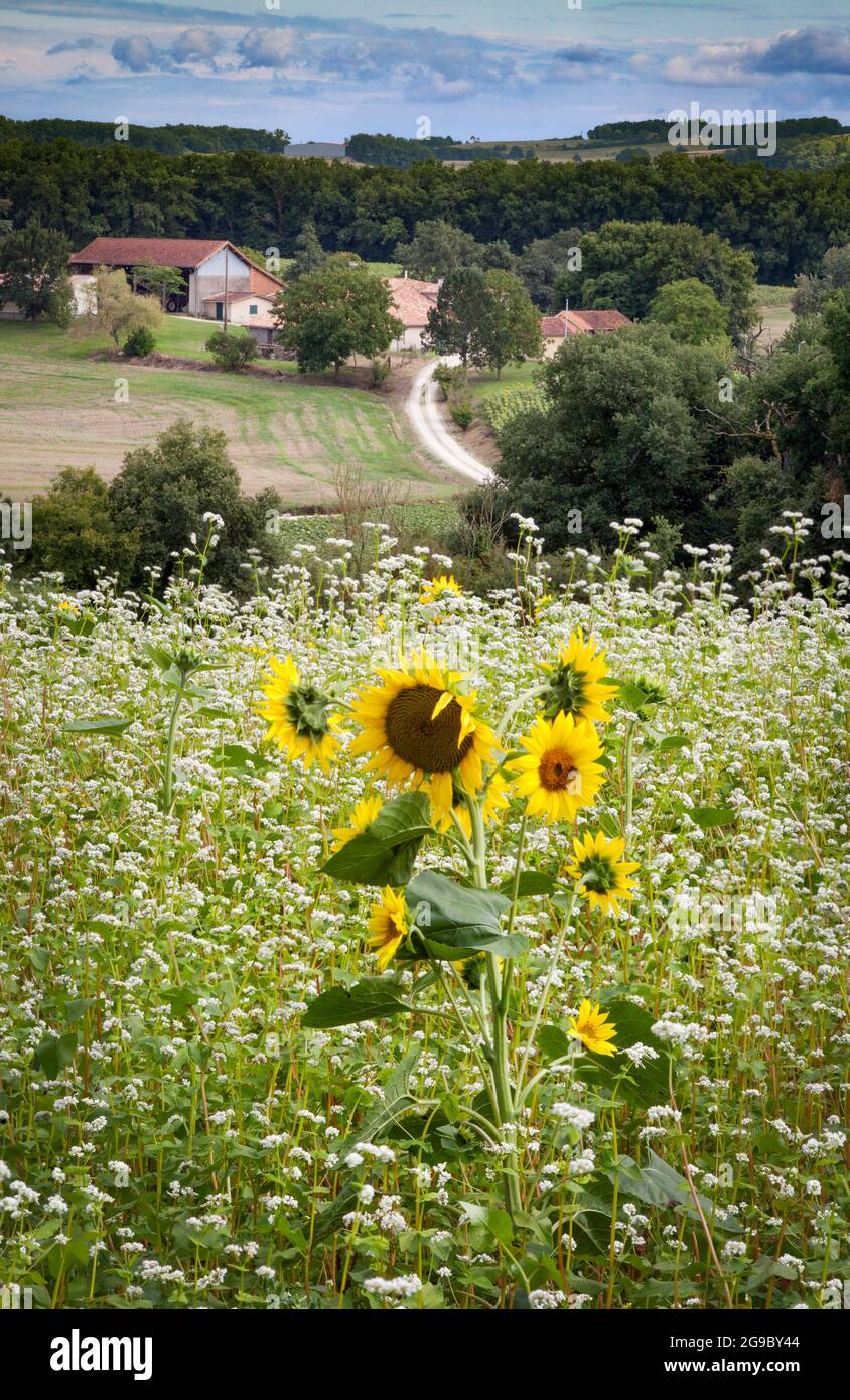 A French farm in the Gers region of South West France with a field of soya and a sunflower in foreground and woods and hills beyond. Stock Photo