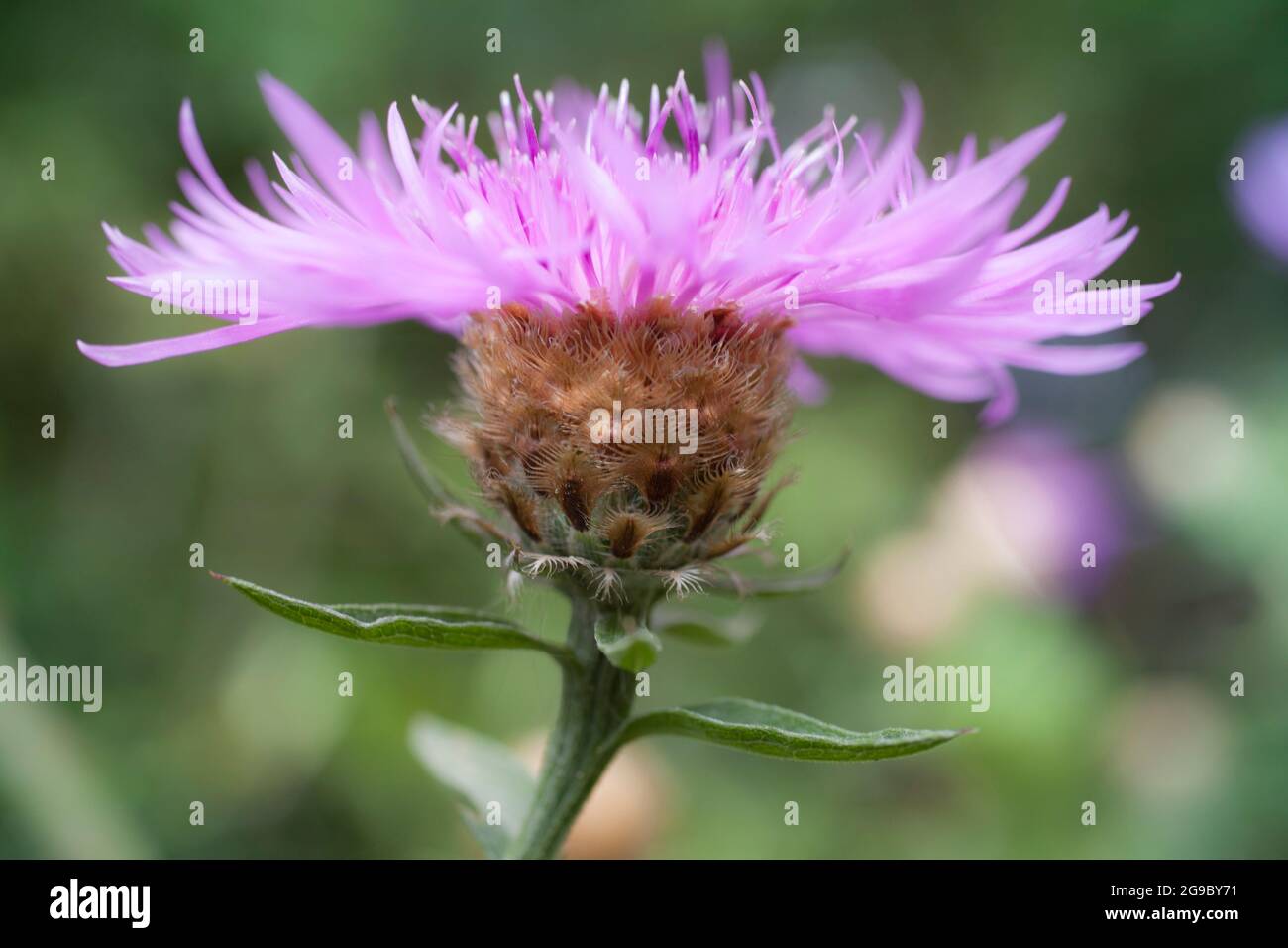 Cornflower. Close-up of mauve wild flower, brown knapweed, in French countryside of the Gers region. Stock Photo