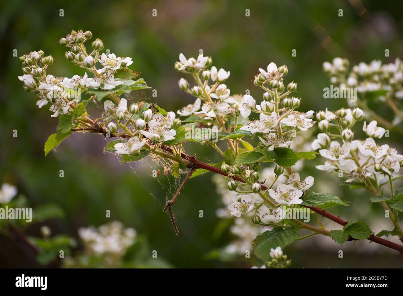 Blackberry branch with white flowers in the light of the setting sun Stock Photo