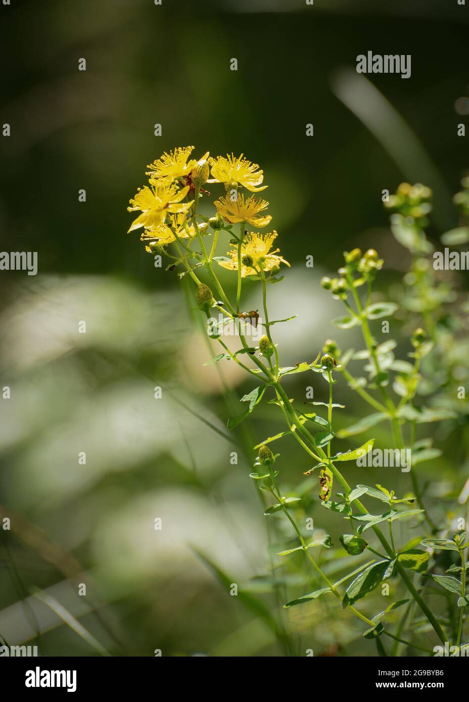 St. John's wort plant with yellow flowers close up Stock Photo