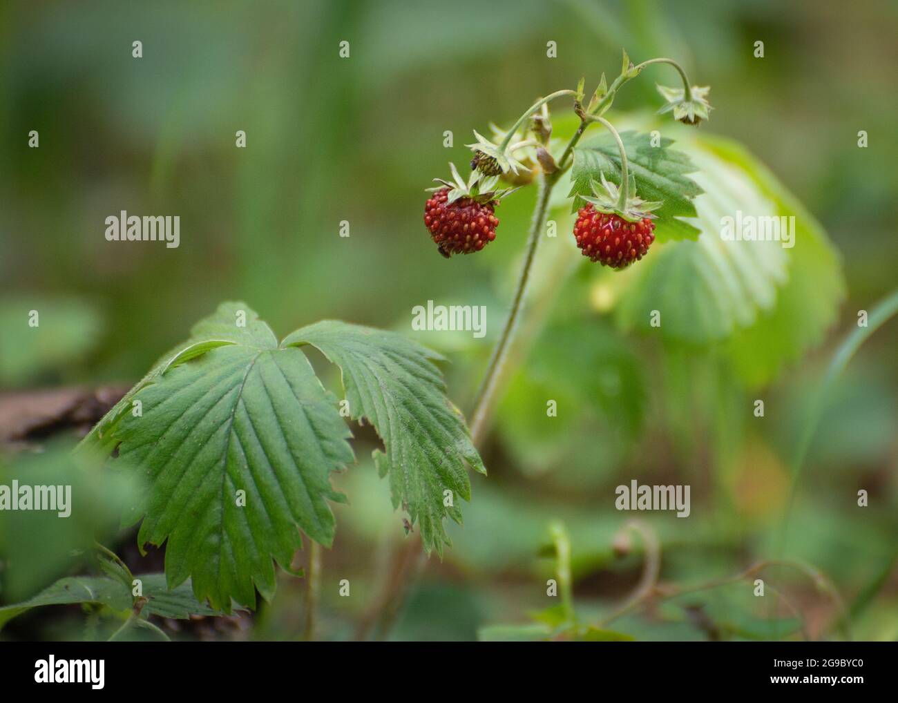 Red ripe wild strawberry in the forest Stock Photo